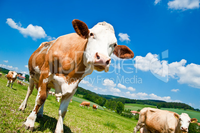 Brown Cow in Austrian Landscape