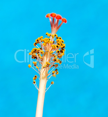 Stamen of Hibiscus against blue pool