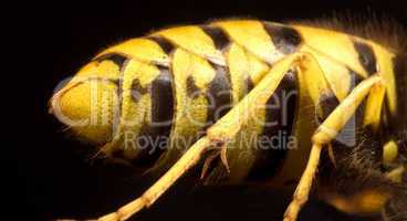 back of wasp in black background