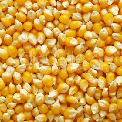 Maize corn