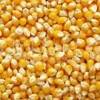 Maize corn