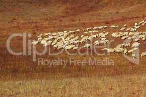 Sheep in grassland