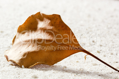 Dry Leaf