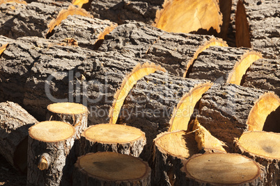 Abstract of Freshly Cut Pine Logs