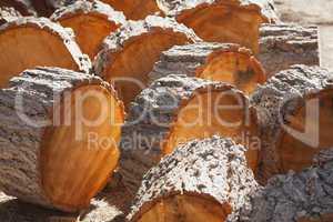 Abstract of Freshly Cut Pine Logs