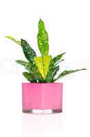 Houseplant