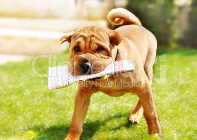 Shar Pei dog with newspapers