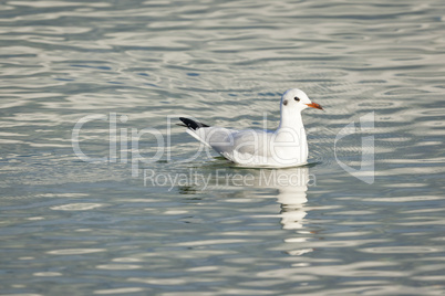 seagull