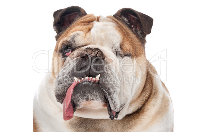 English bulldog