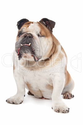 English bulldog