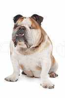 English bulldog