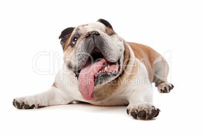 English bulldog