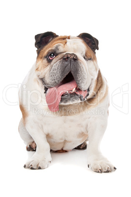 English bulldog