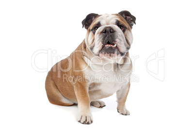 English bulldog