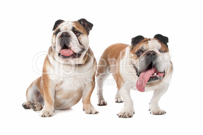 two English bulldogs