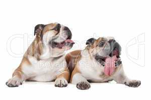 two English bulldogs