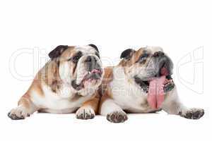 two English bulldogs