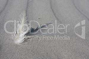 Vogelfeder im Sand