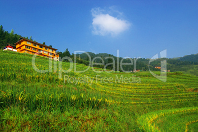 Chinese green rice field