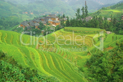 Green rice terrace in china