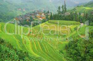 Green rice terrace in china