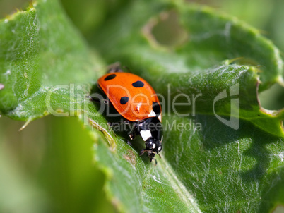 ladybug