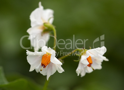 potato flowers