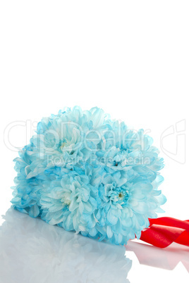 Blue chrysanthemums