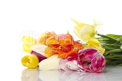 Tulip with water drops