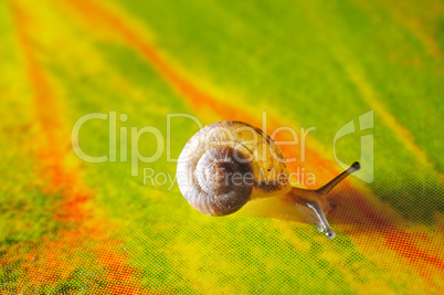 Snail macro