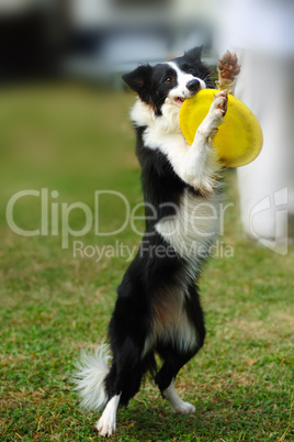 Border collie dog holding toy