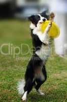 Border collie dog holding toy