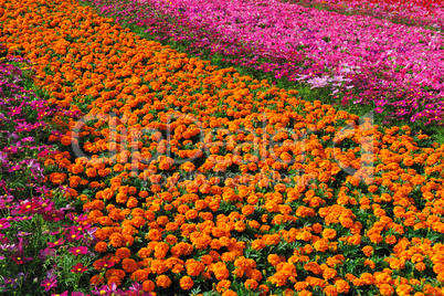 Garden full of flowers