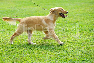 Little golden retriever dog running on the lawn