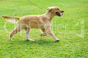Little golden retriever dog running on the lawn