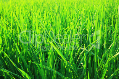Green seedlings of cereal crops