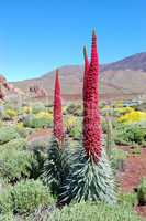 Echium wildpretii plant also known as tower of jewels, red buglo