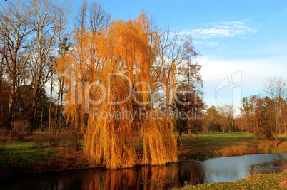 Willow tree (Salix) in a park in warm colors of sunset, Olexandr