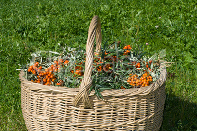 Sea-buckthorn berries.