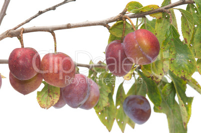 Plums.