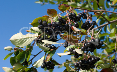 Aronia.