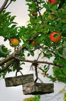 Apfelbaum mit Äpfeln und Obstkörben zum Sammeln