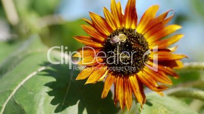 Honey bee on  orange sunflower