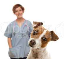 Jack Russell Terrier and Female Veterinarian Behind