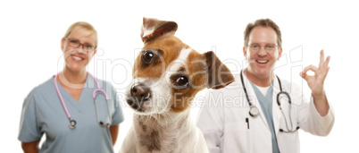 Jack Russell Terrier and Veterinarians Behind