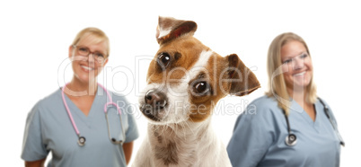 Jack Russell Terrier and Veterinarians Behind