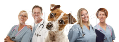 Jack Russell Terrier and Veterinarians Behind