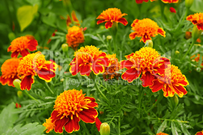 Marigolds in the flowerbed