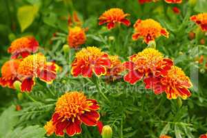 Marigolds in the flowerbed