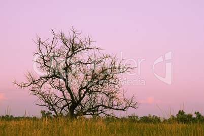 Lonely dry tree